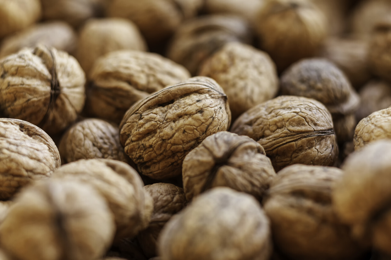 freshly harvested organic walnuts background