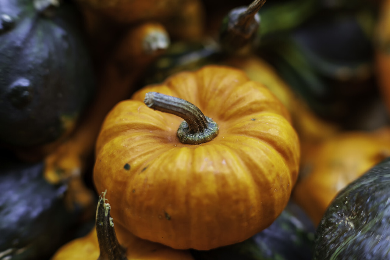 autumn orange organic Pumpkin harvest background