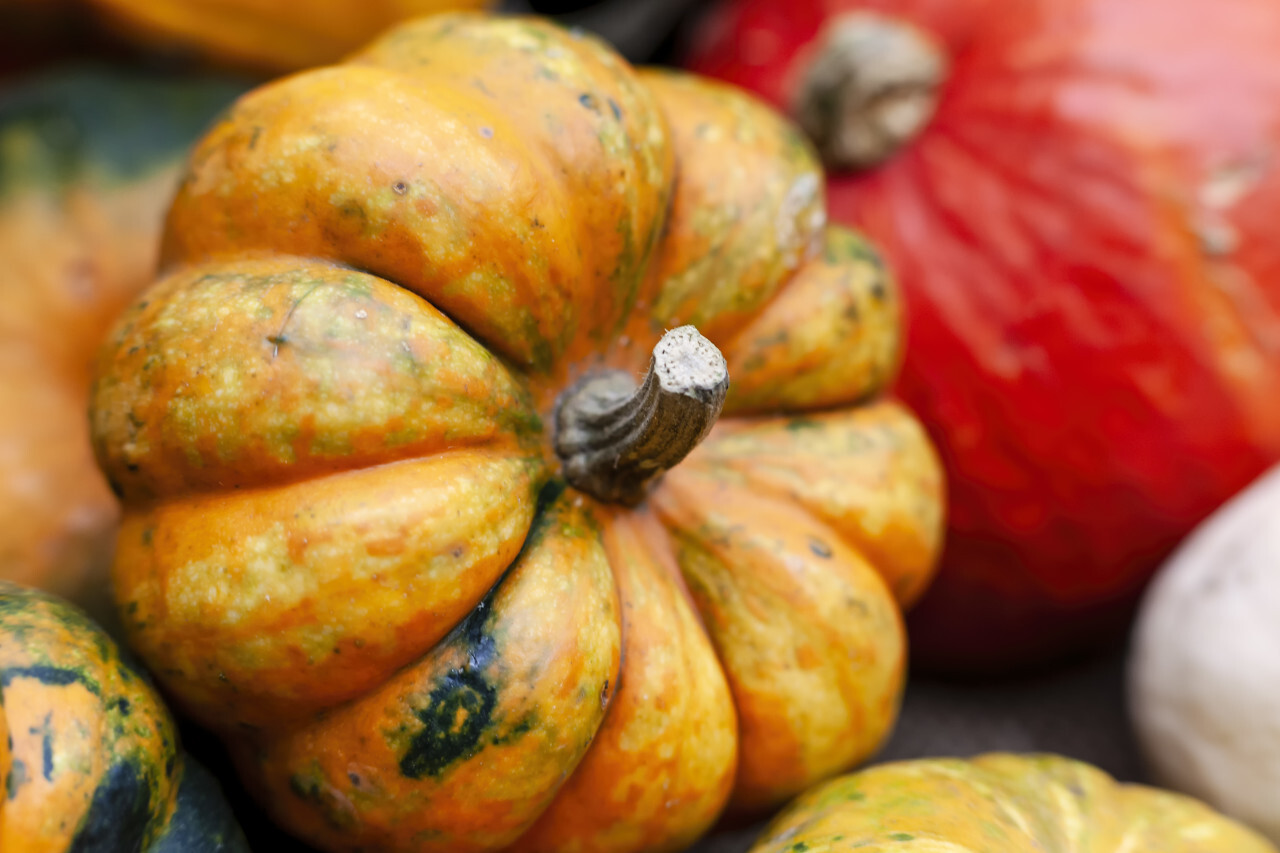 Orange Pumpkin between other Pumpkins