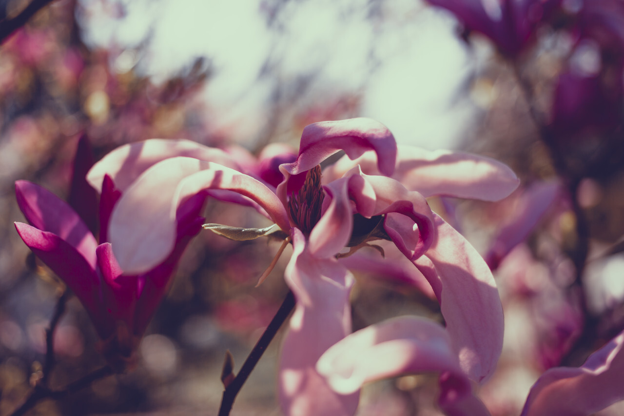 Blooming Magnolia Tree in Spring