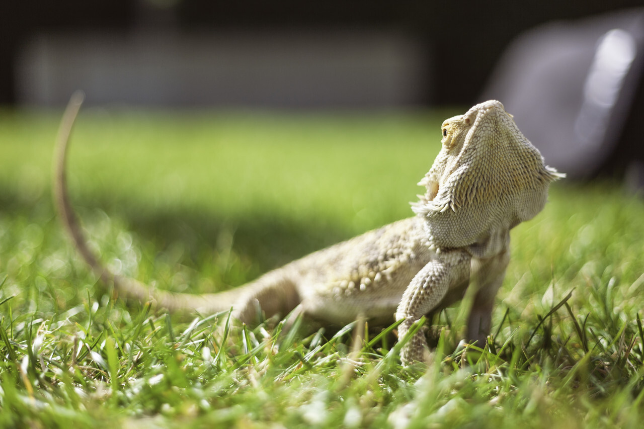 bearded dragon in a meadow