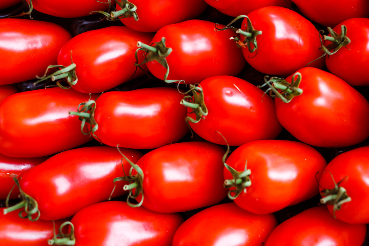 tomatoes background