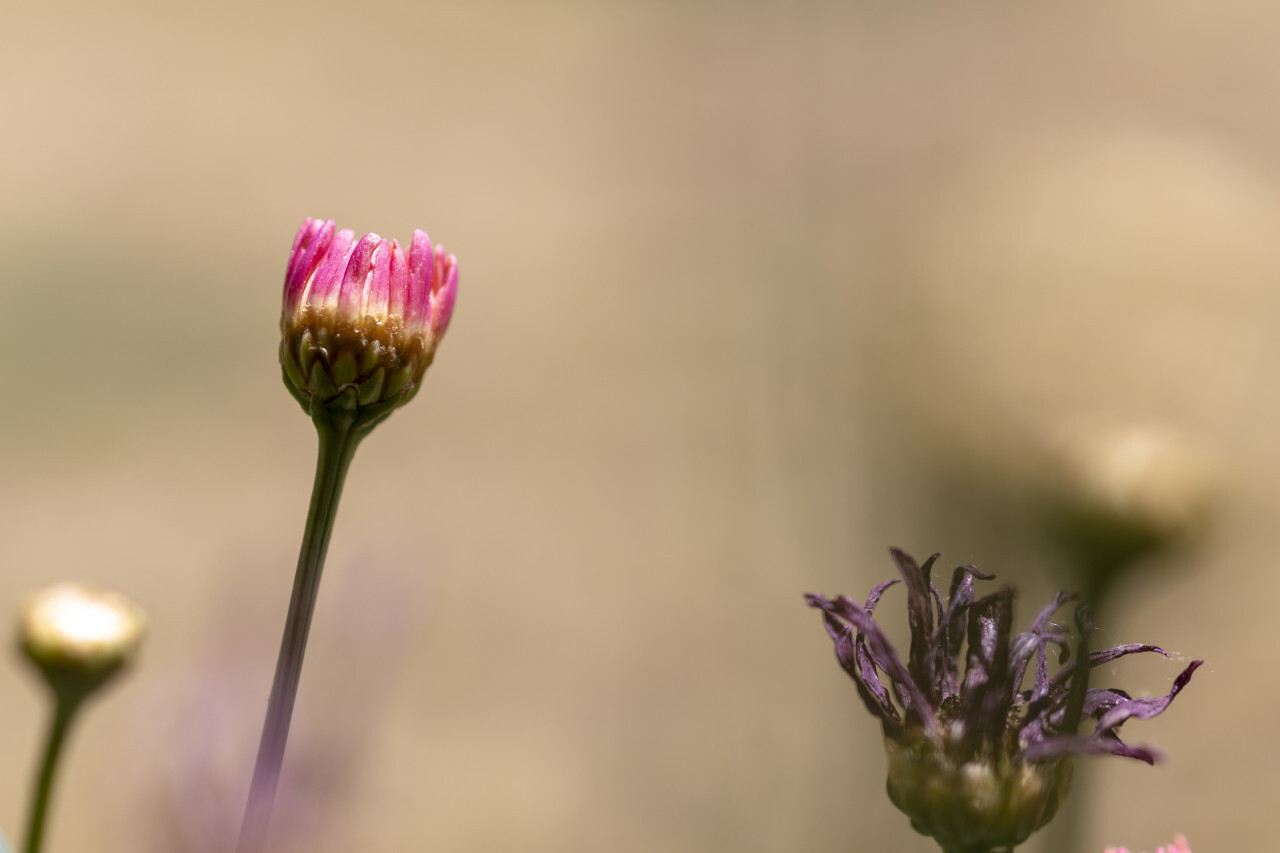 Pink Daisies on spring background