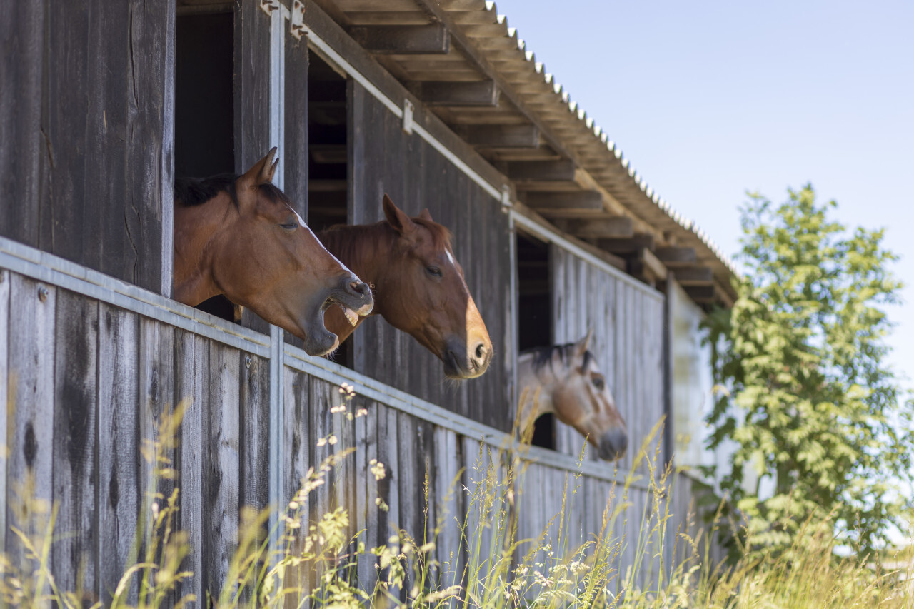 Cute horses in their stable