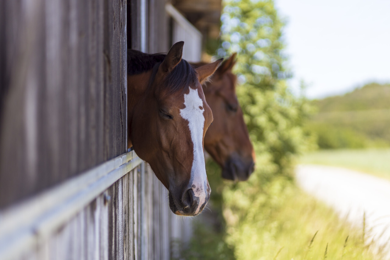 Beautiful brown horse in the paddock. Portrait of a horse