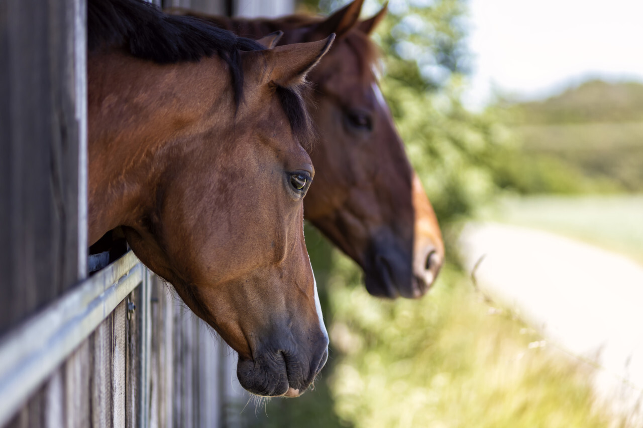 Portrait of a brown horse in a stable