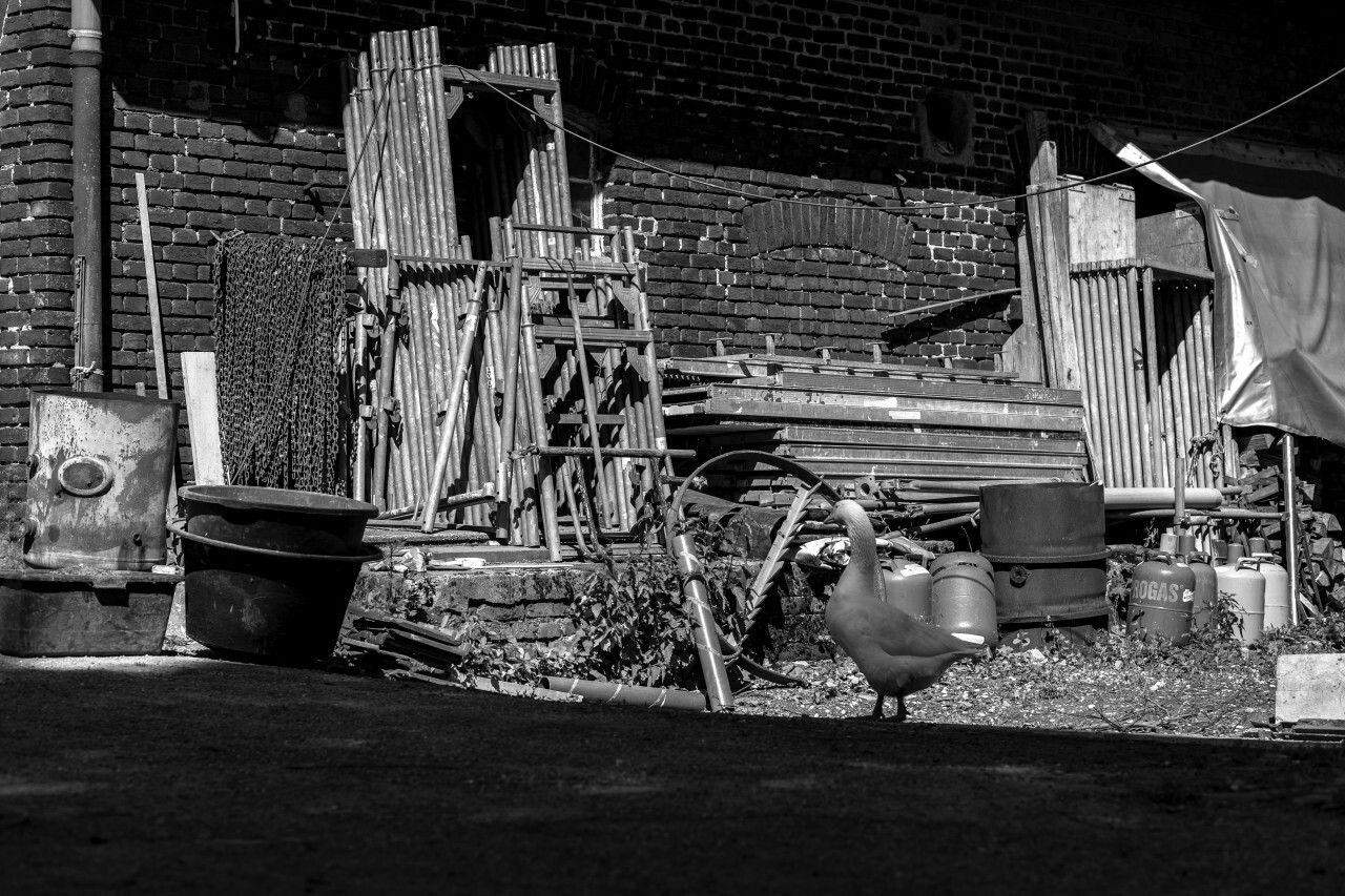 A white goose in the back yard of a farm - Black and White