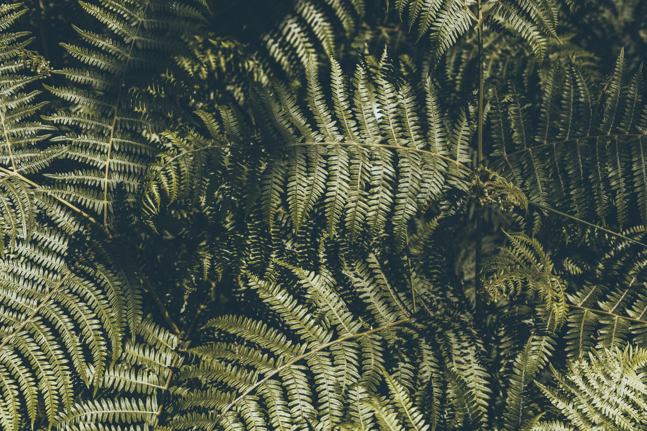 dark green fern leaves background