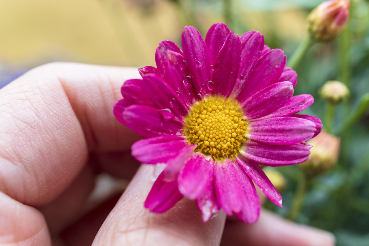 beautiful pink daisy flower in a hand