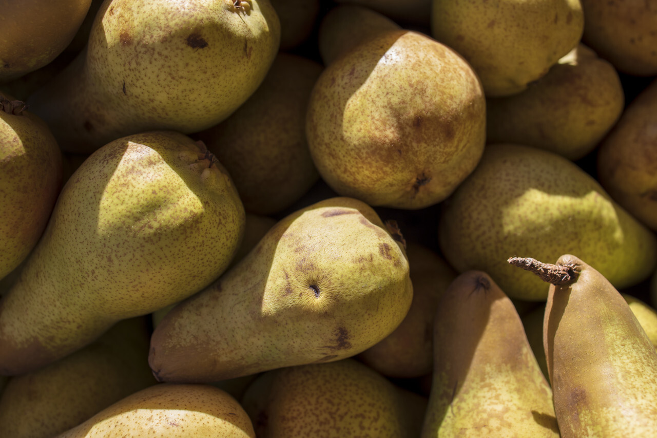 bunch of yellow pears on the market