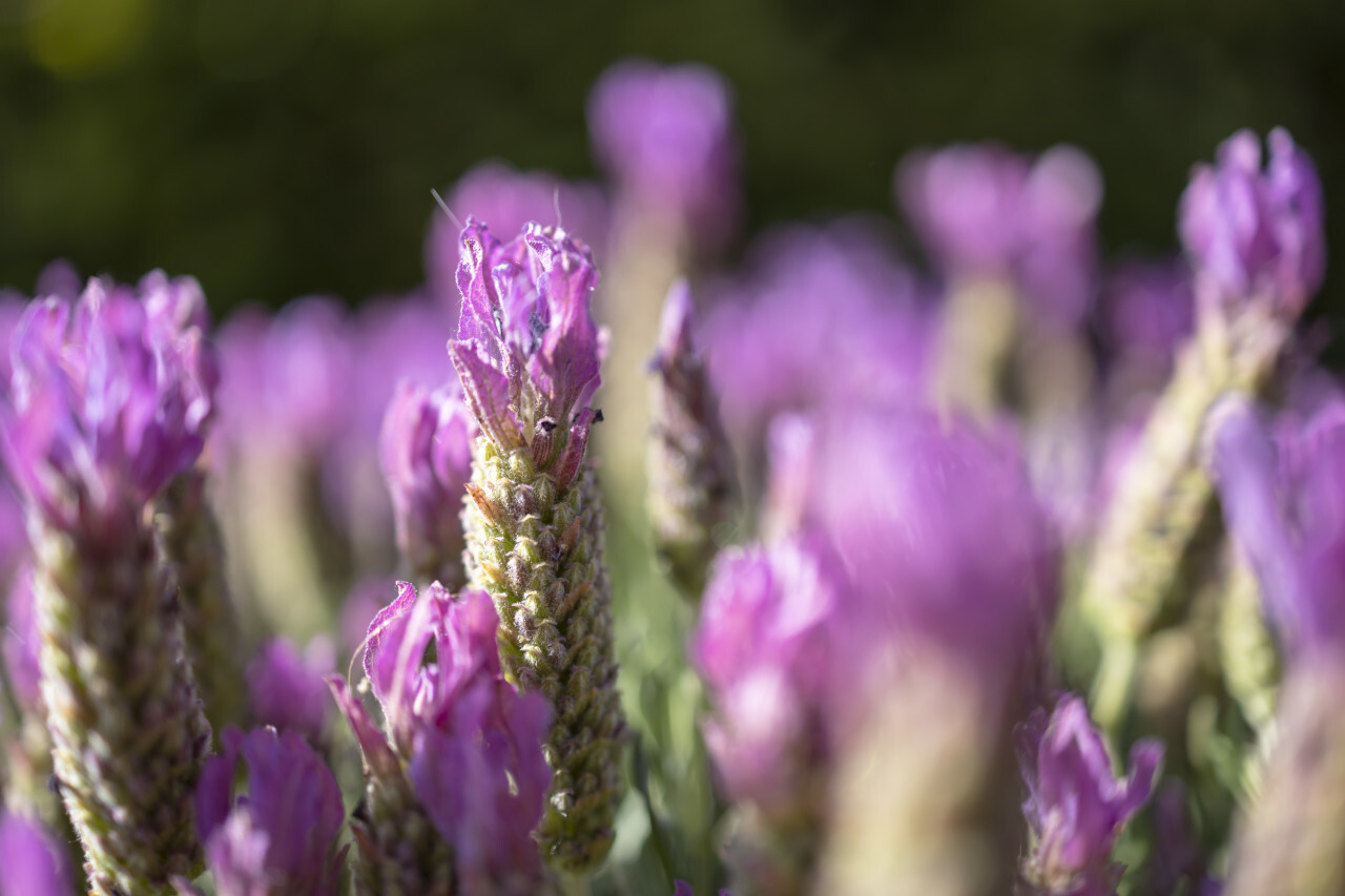 Lavender Flowers Field. Growing and Blooming Lavender