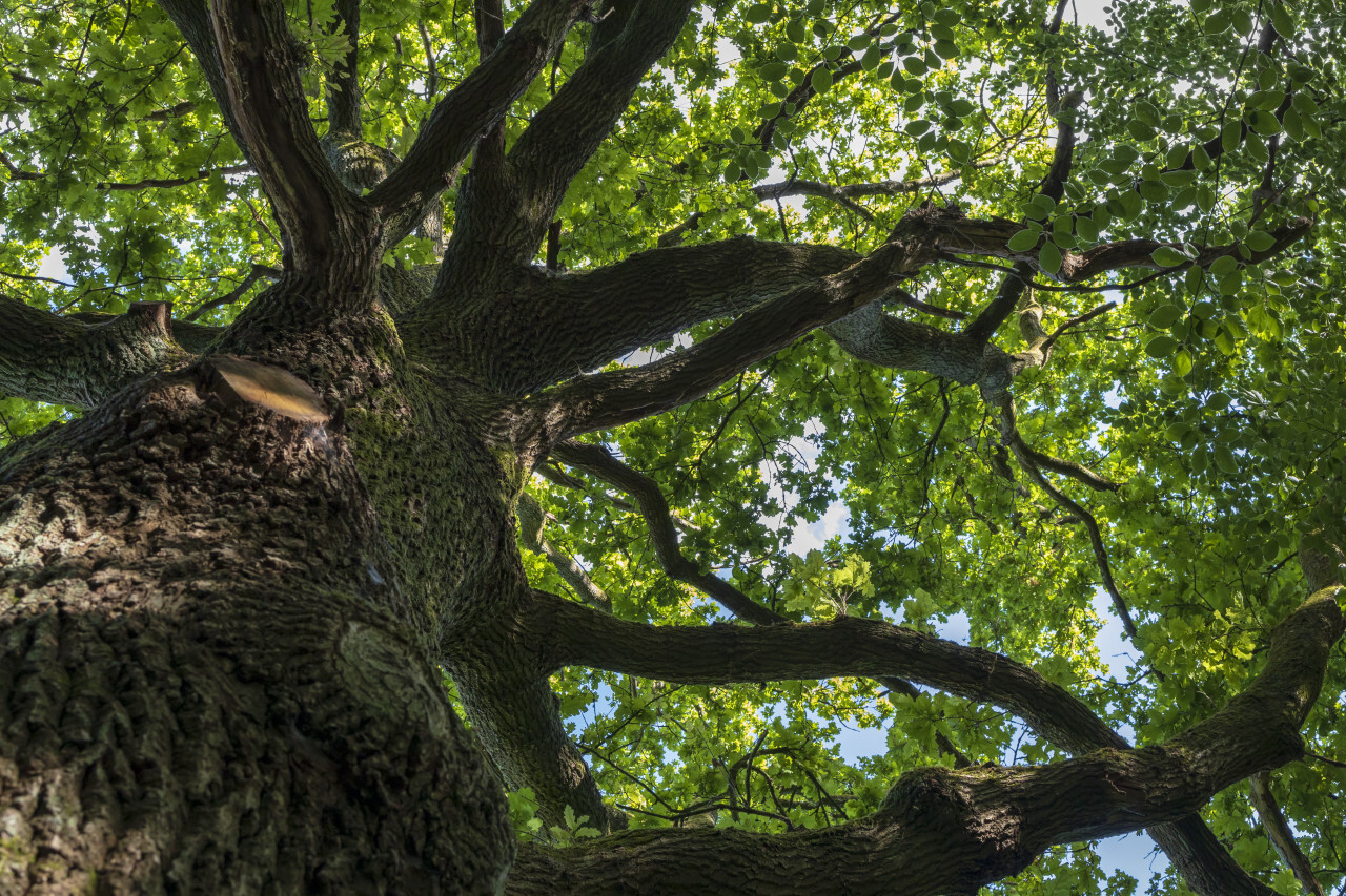 old beautiful tree in the forest - german forest