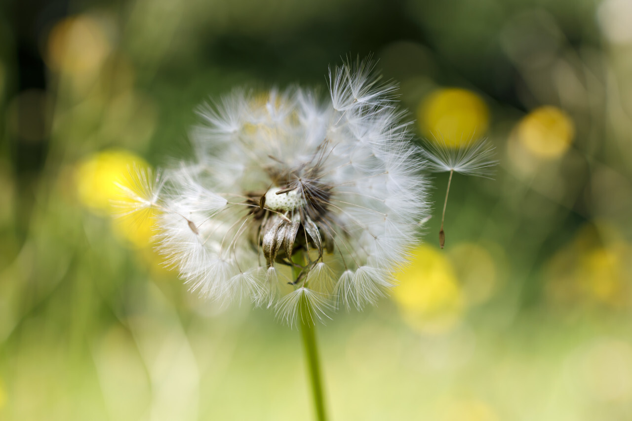 Dandelion seeds blowing away - Blowball