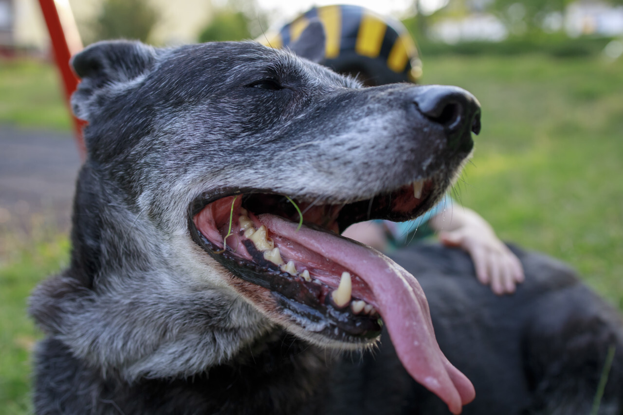 Cute old gray black dog panting while being petted by a child in summer