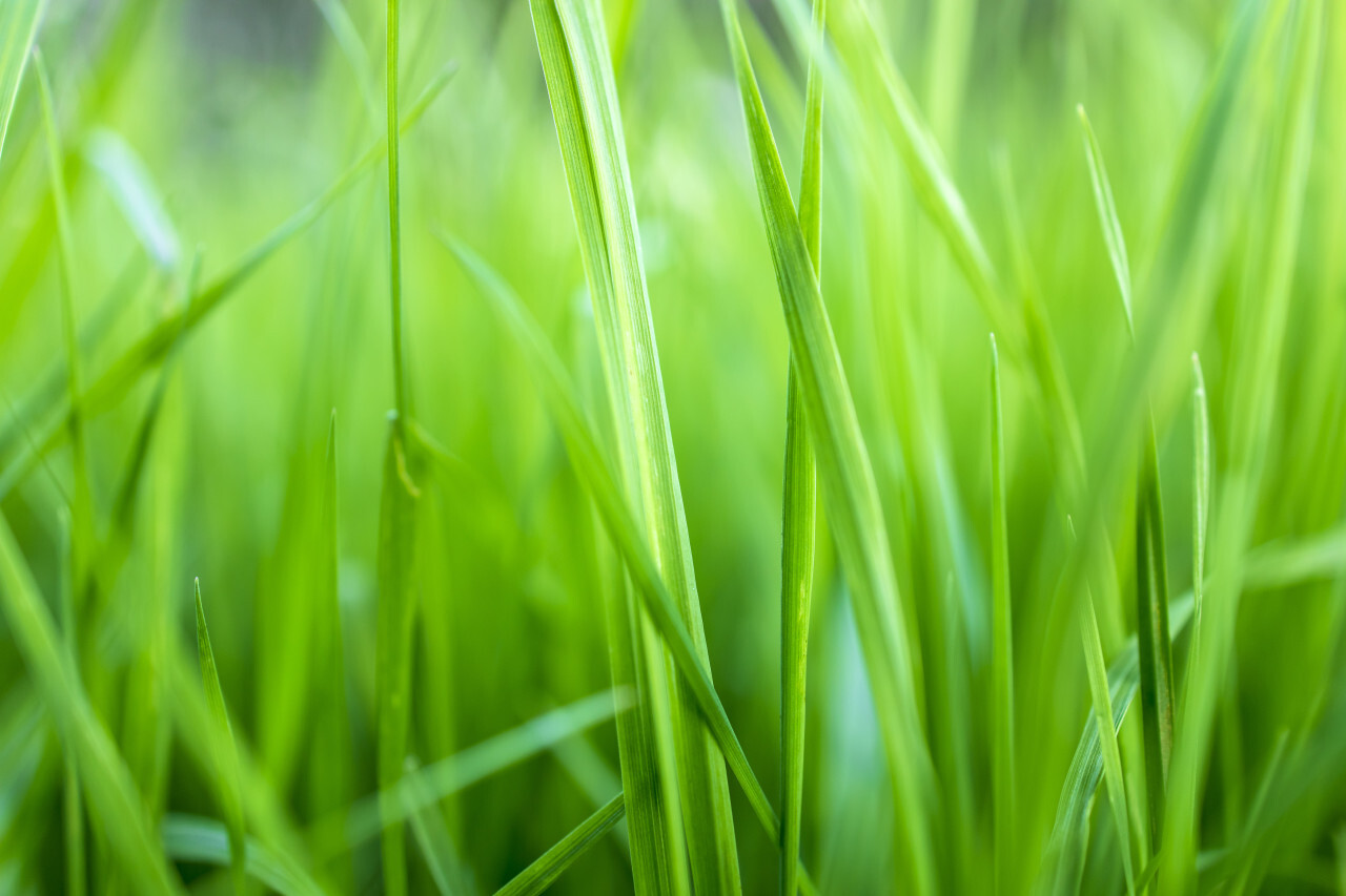 Green Grass Close-Up