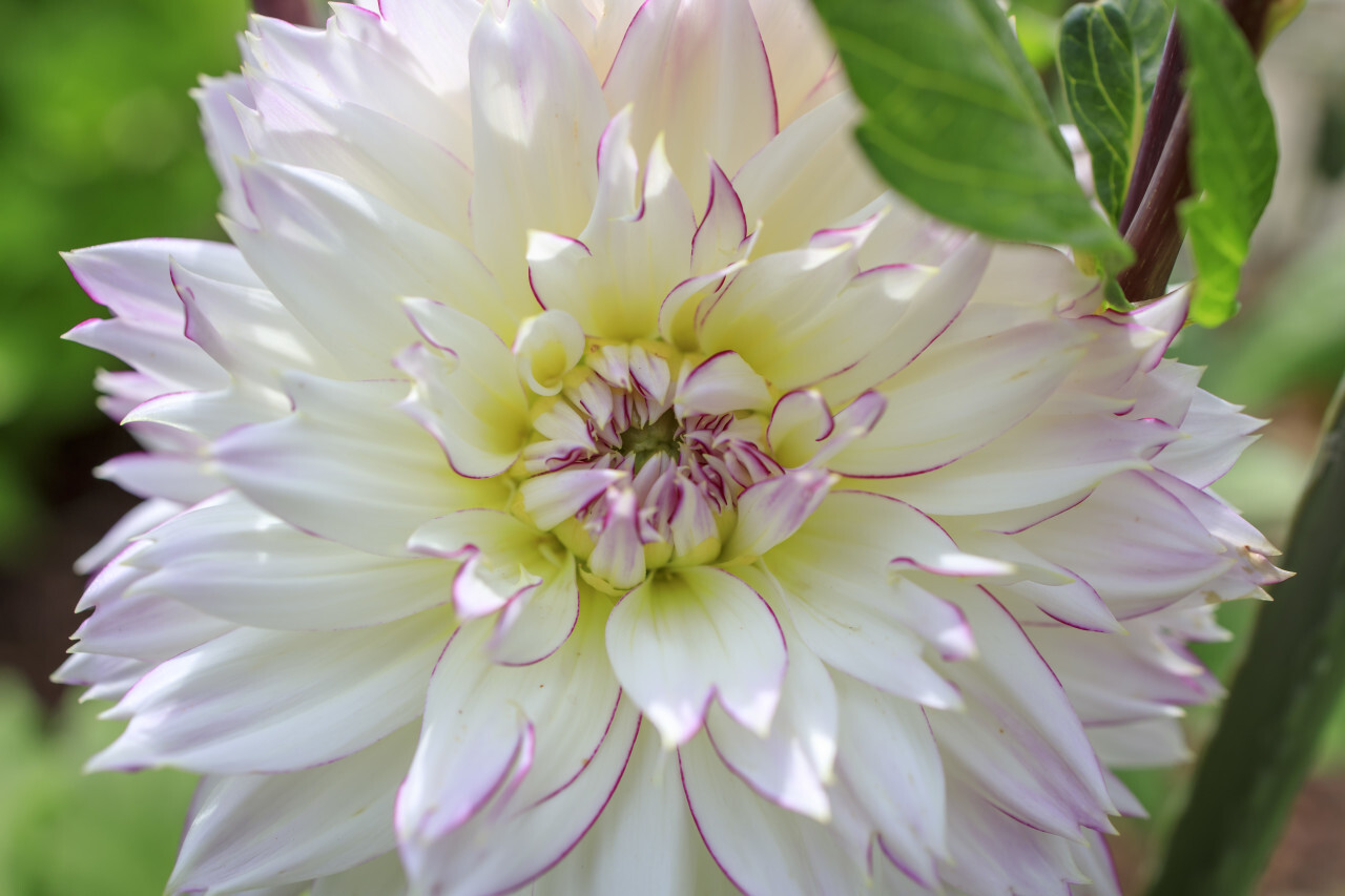 White Dahlia Flower in the Garden with leaves