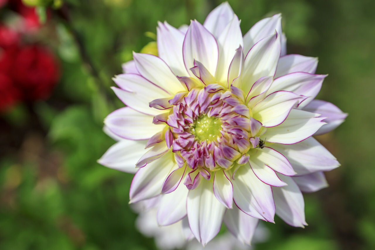 Beautiful White Dahlia Flower on green bokeh background