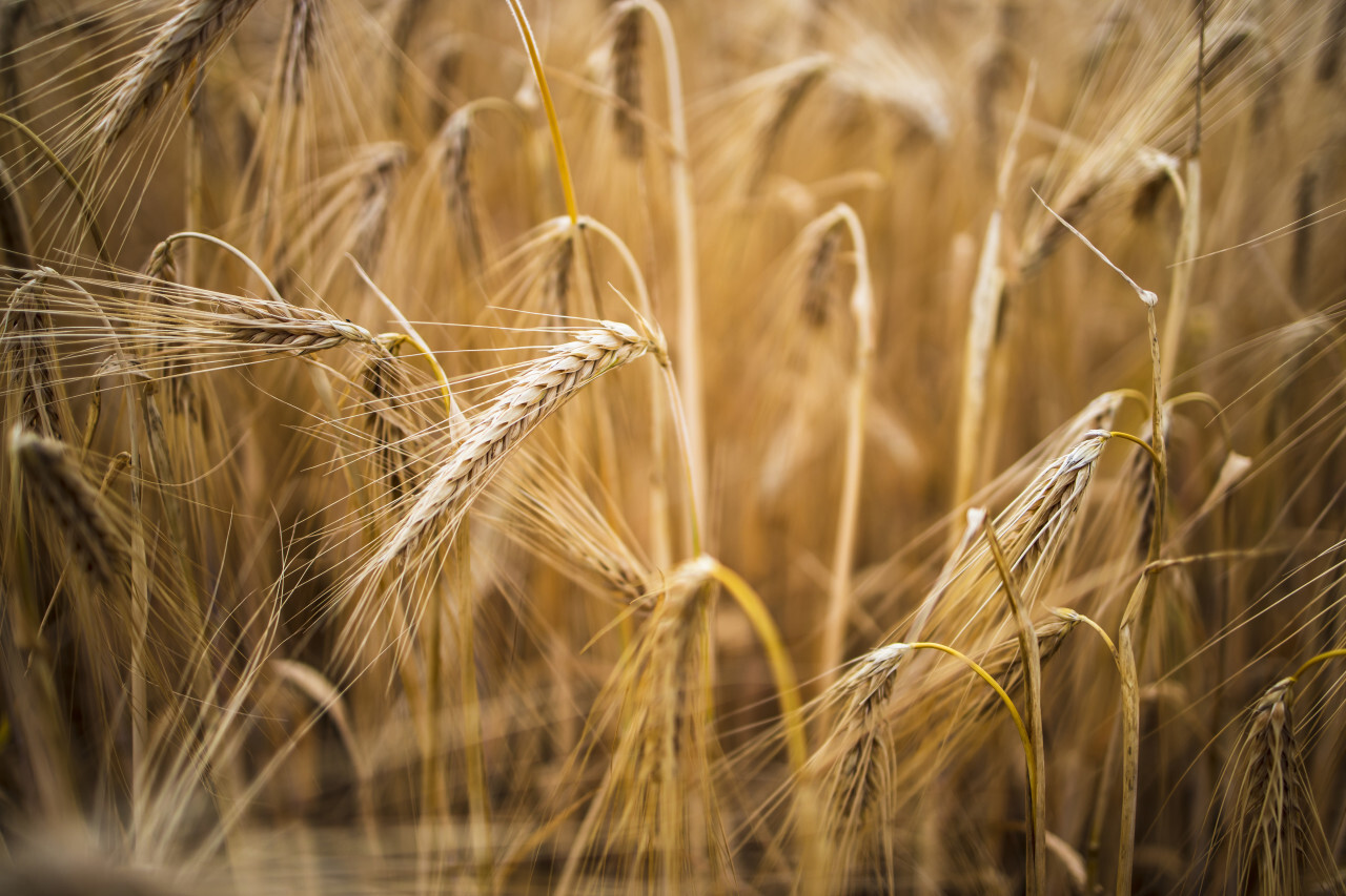 golden wheat field in summer close-up background