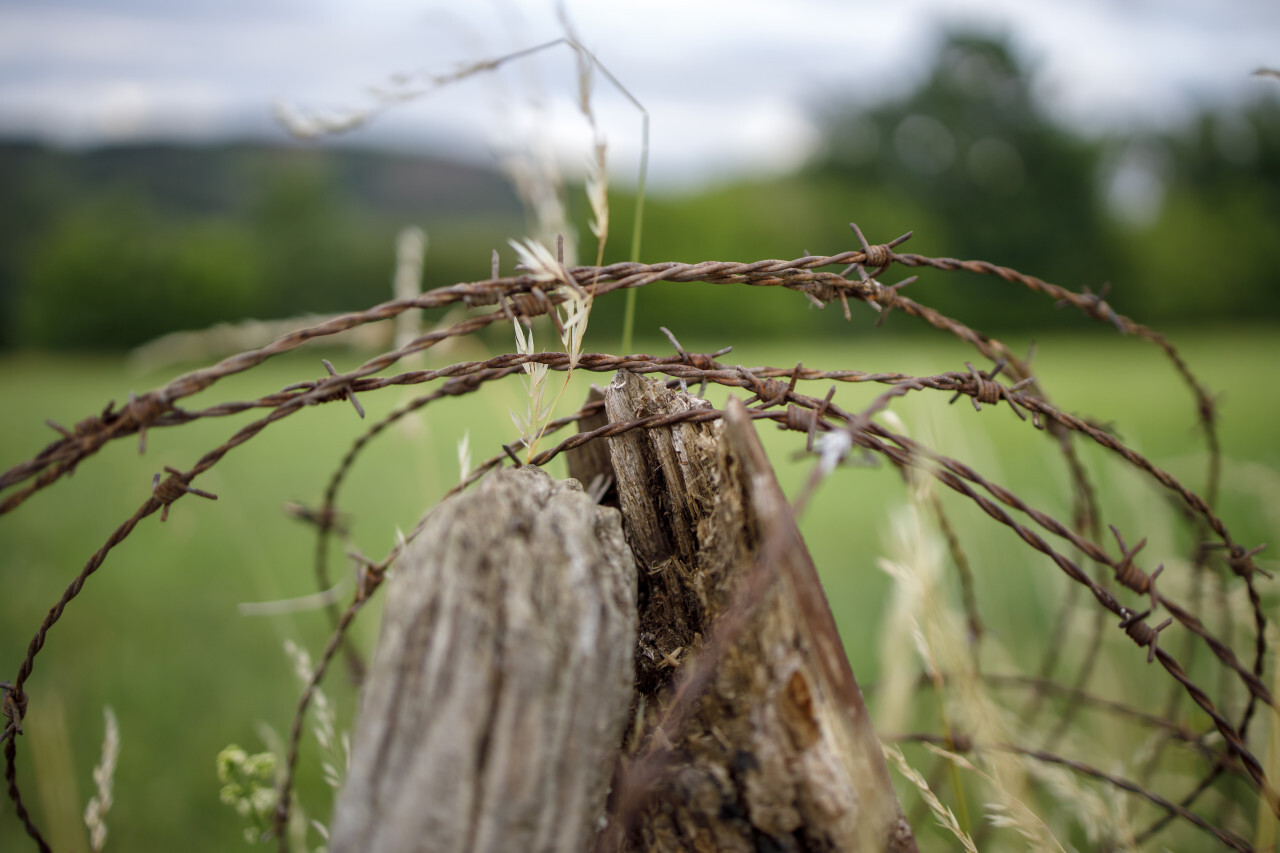 Barbed Wire Fence In A Grassy Field