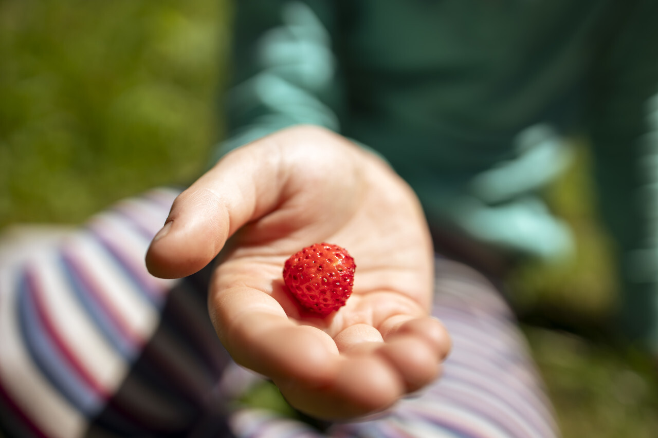 wild strawberry in a child's hand