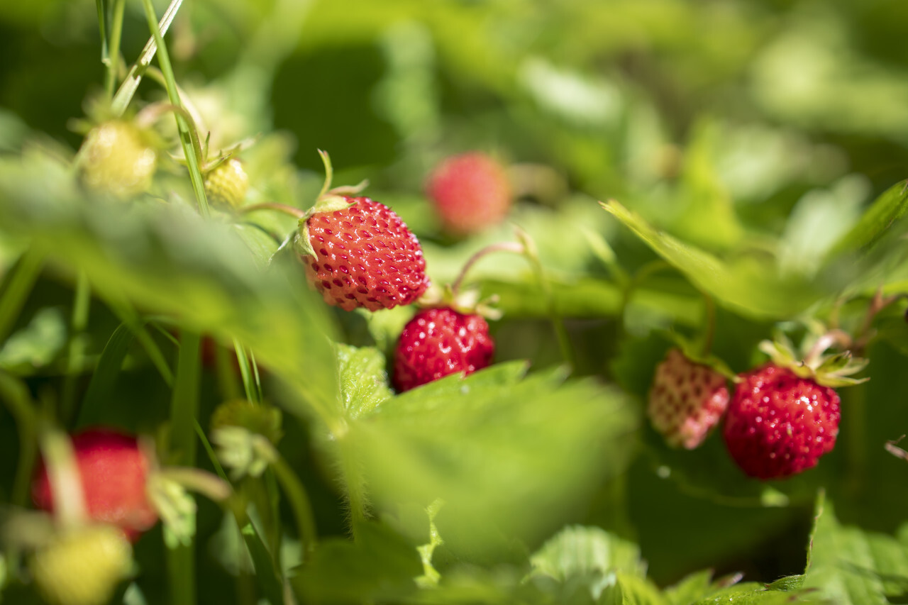 Wild strawberries on the branch in nature