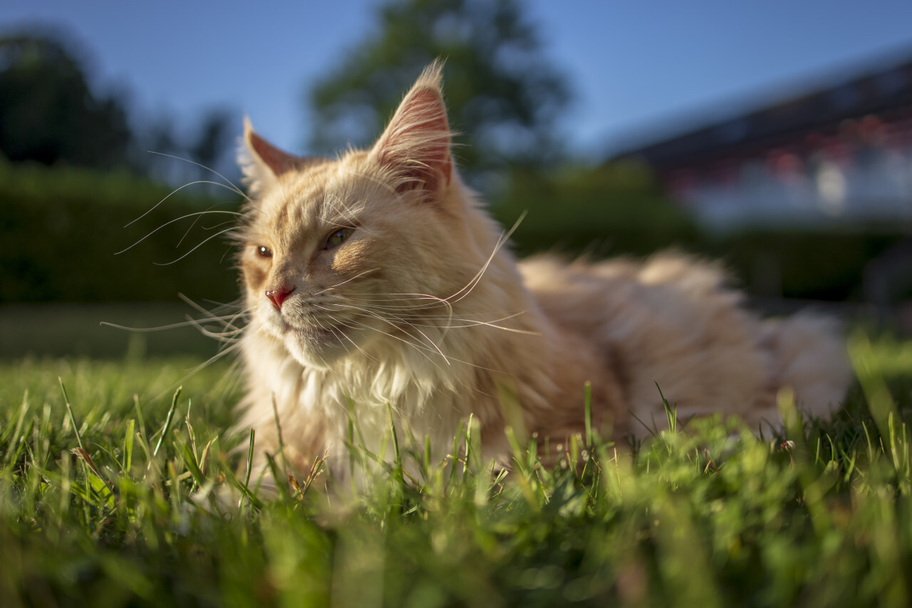 maine coon cat lies in the grass