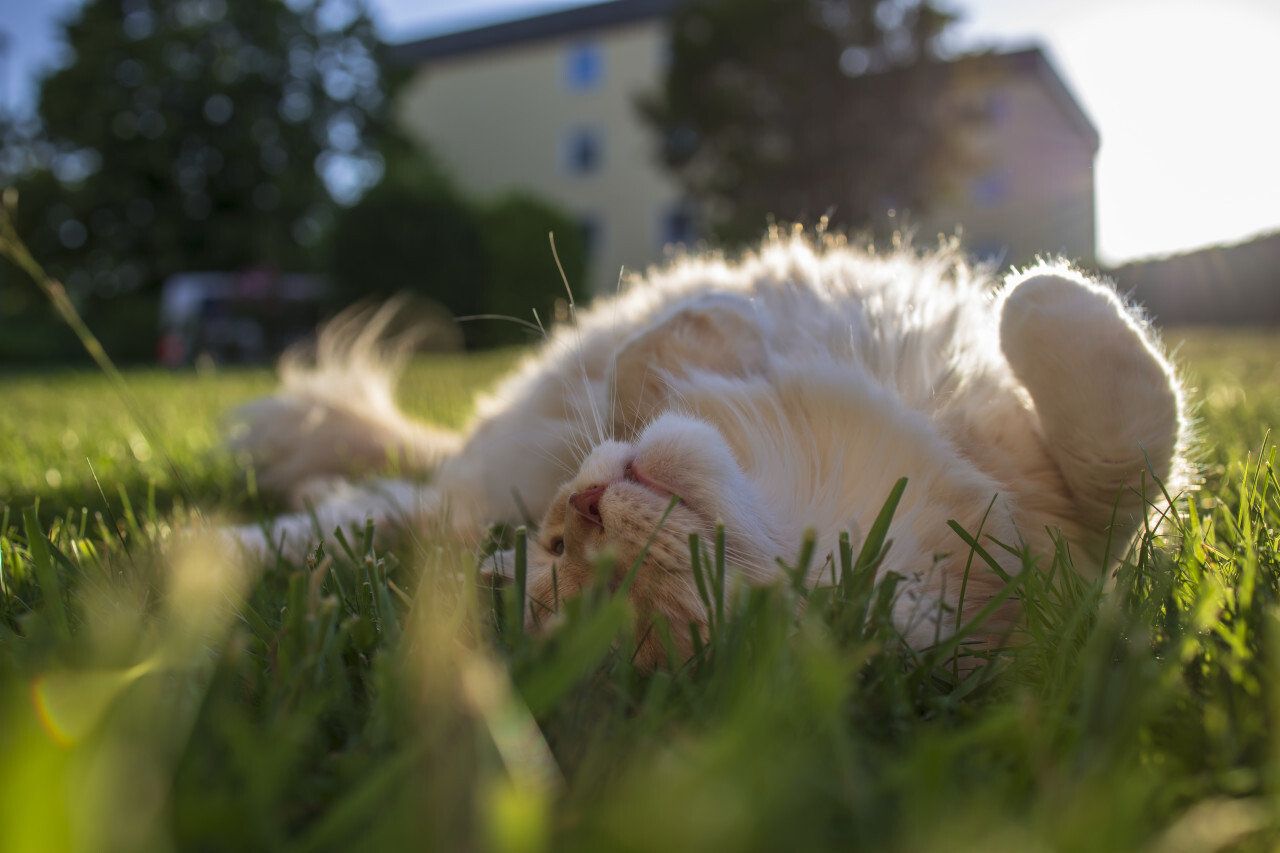 maine coon cat lies in the grass