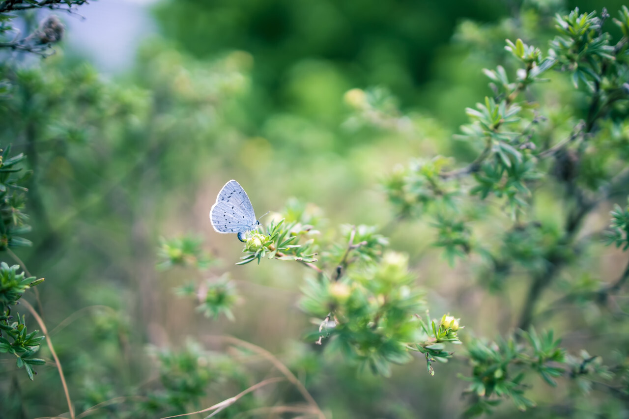 Beautiful blue butterfly on green bokeh