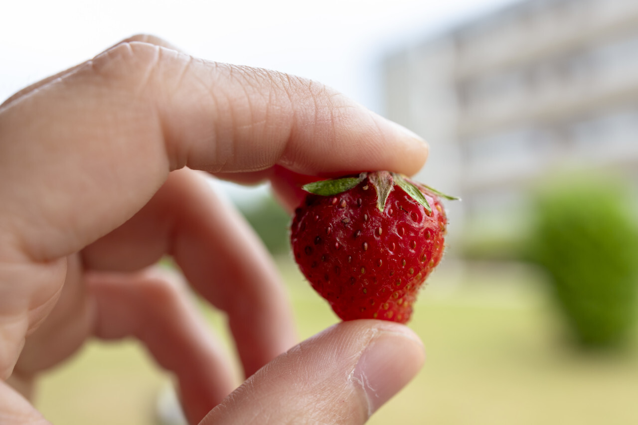 strawberry between fingers