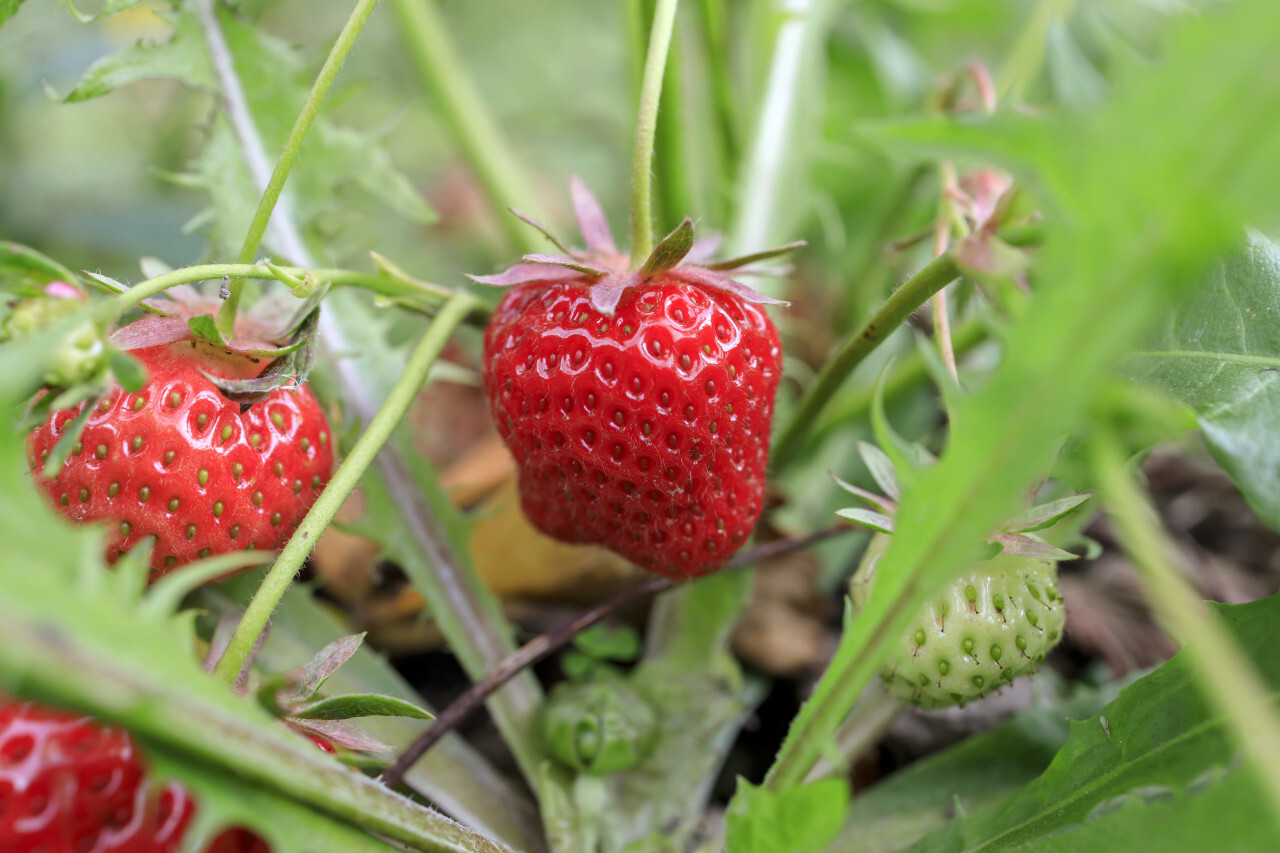 Strawberry growing on a bed