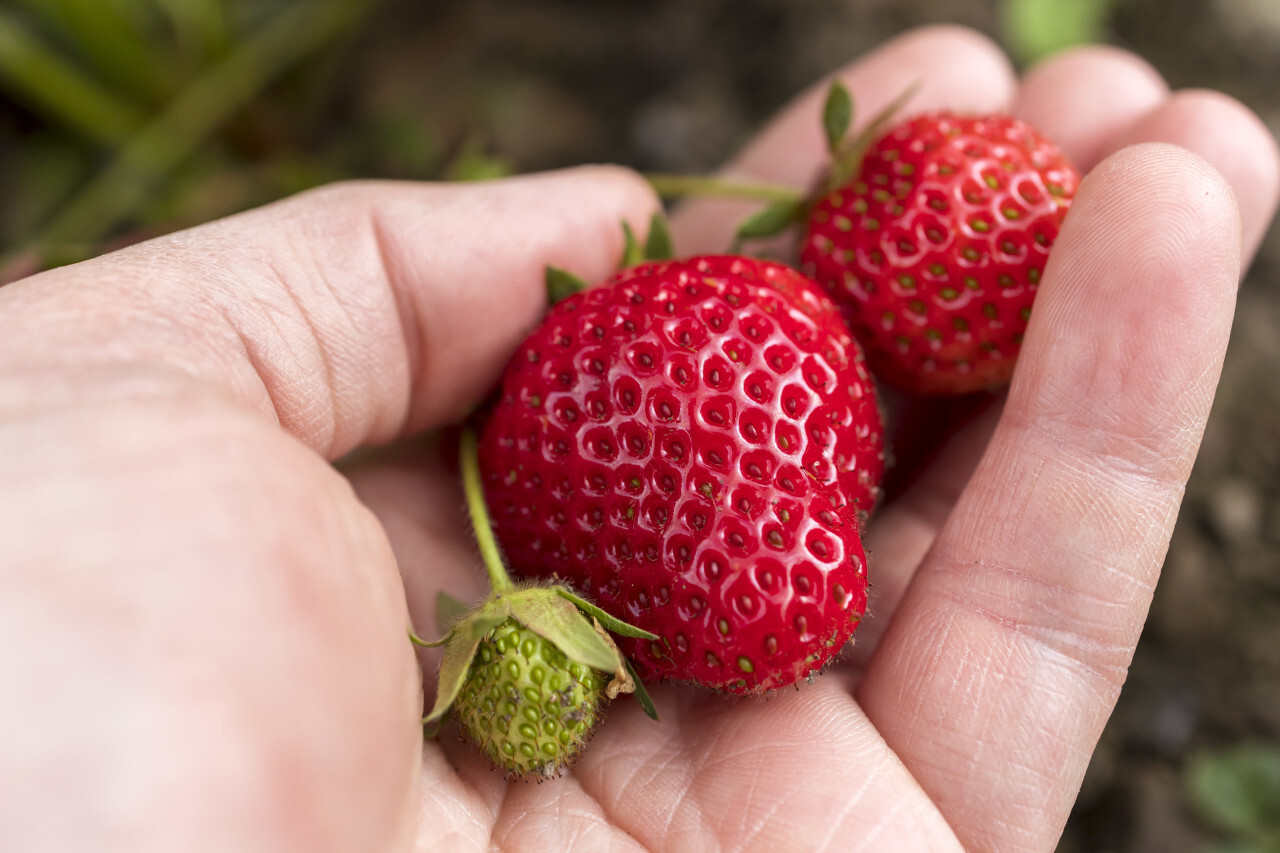 strawberries on a plant in a hand - gardening