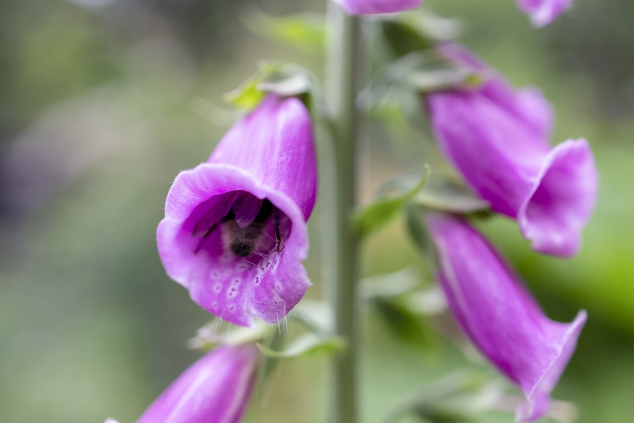 Bee in bloom of a foxglove flower in June