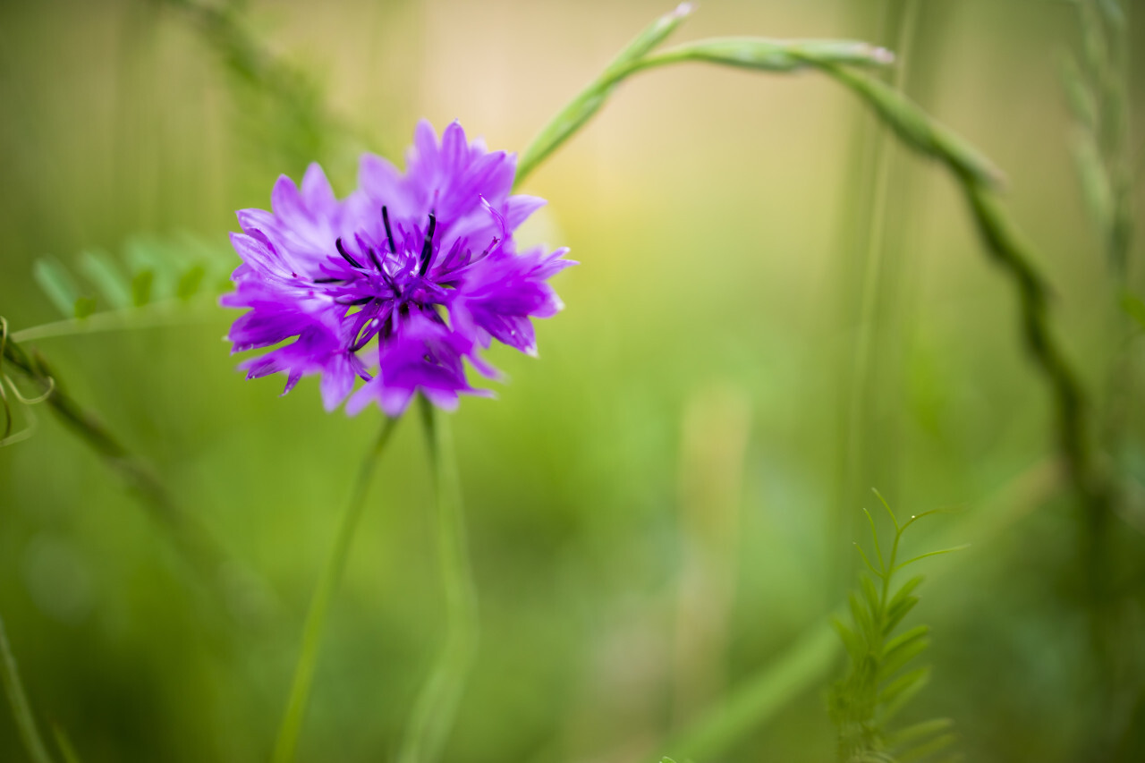 Violet cornflower with corn and grass in background