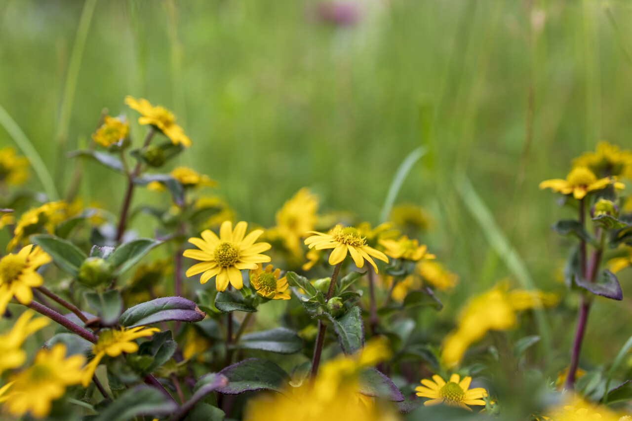 yellow dandelions in the grass