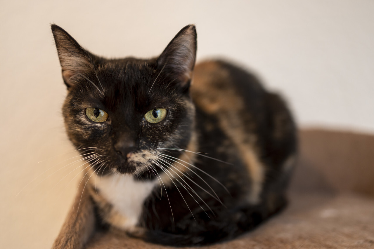 Young tri-color cat is lying on her scratching post