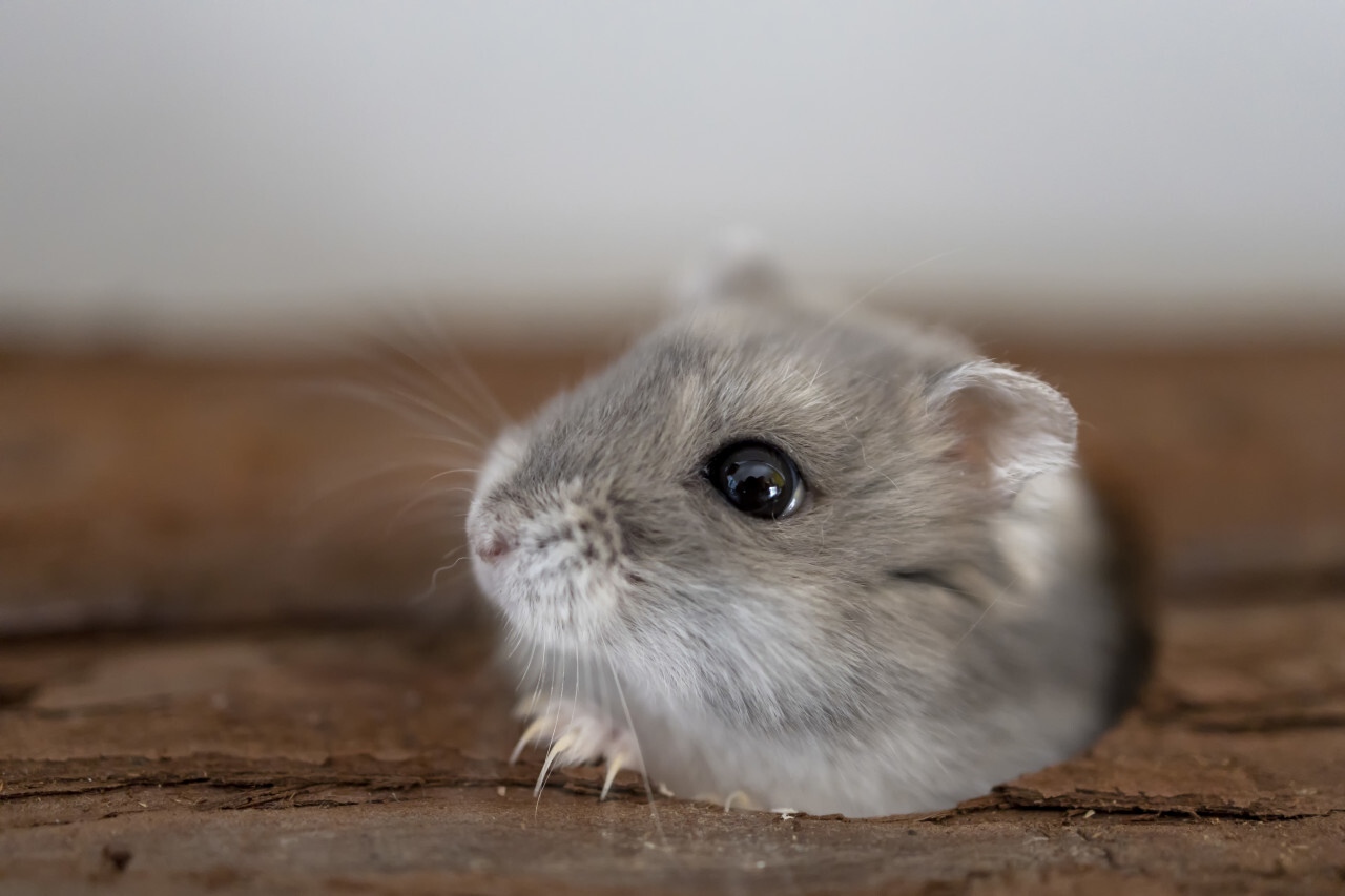 Hamster looks out of the hole in its hiding place