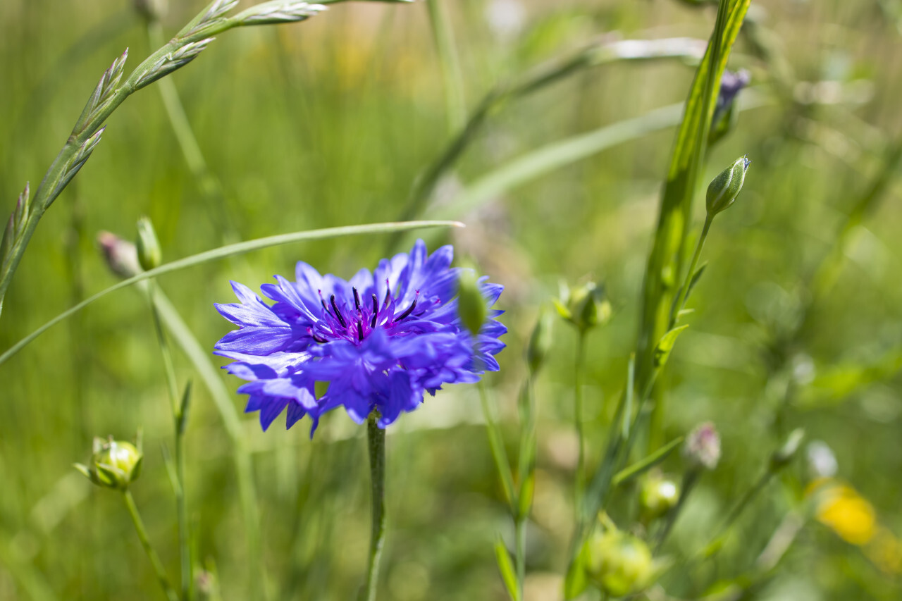 Blooming Cornflowers (Centaurea cyanus)