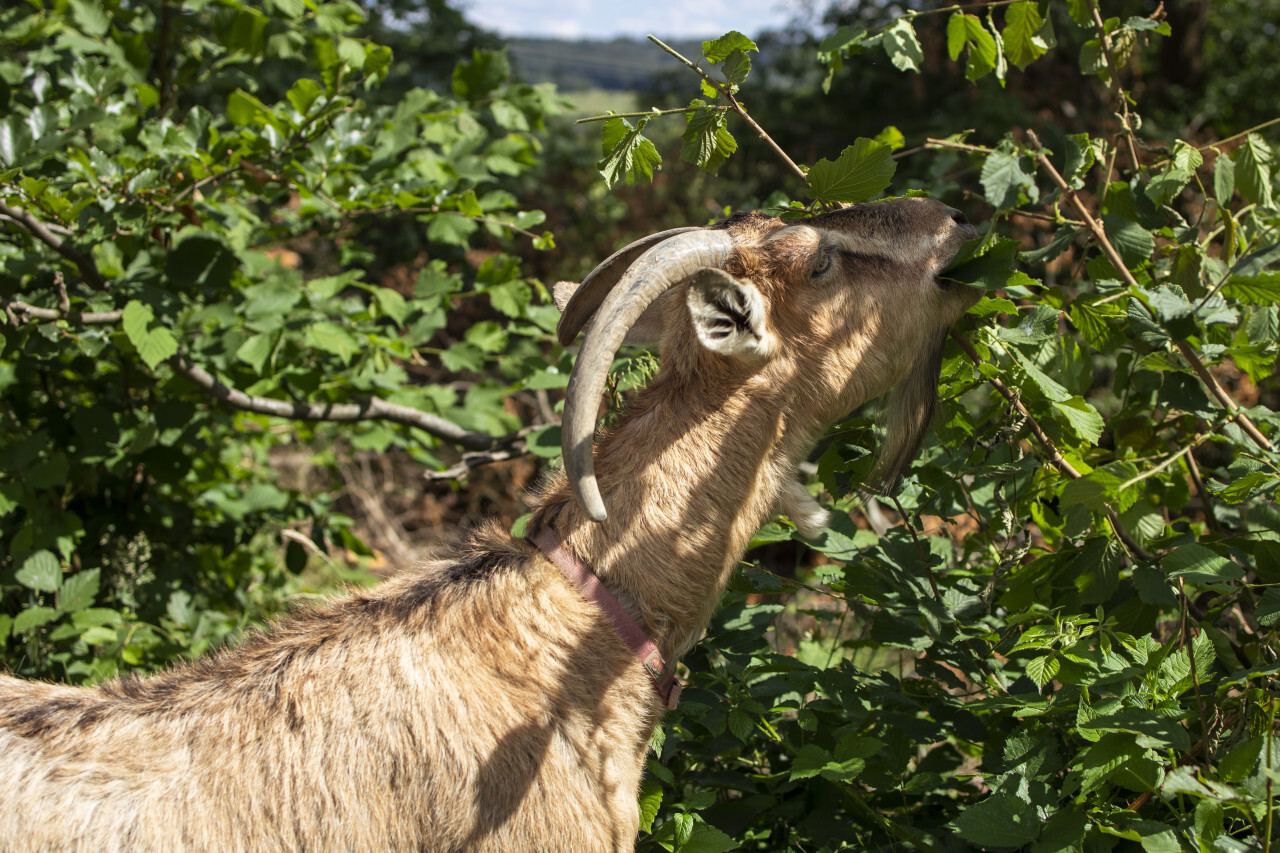 Goats have broken out of their enclosure