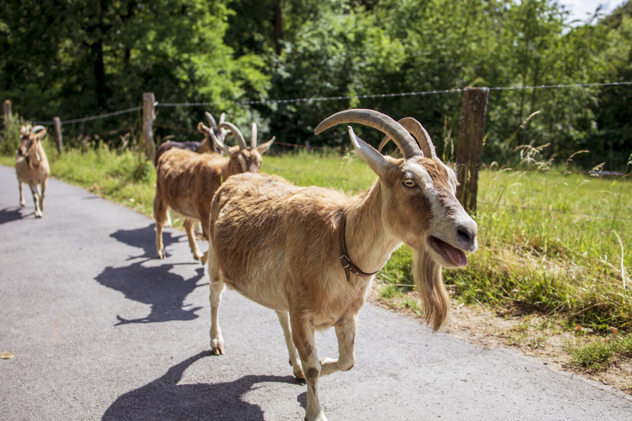 Goats have broken out of their enclosure