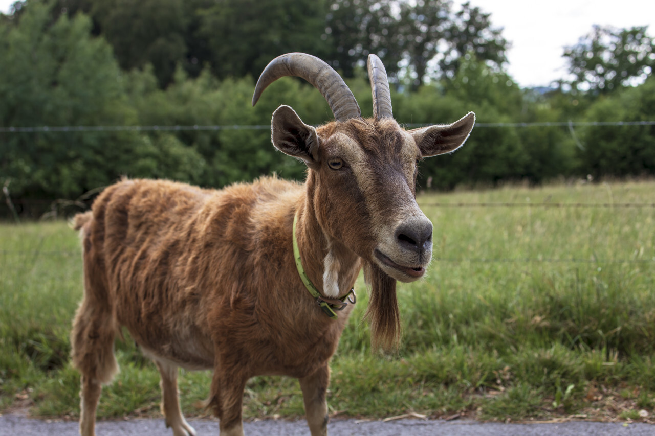 Cheeky goat looks at the camera