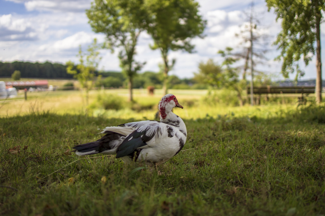 Muscovy duck in the grass on a bio farm in Germany