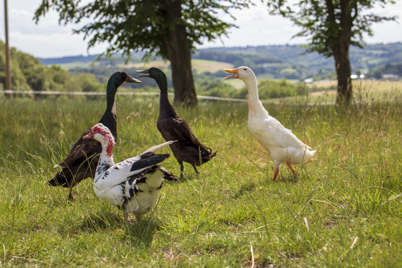 Ducks outside on a small organic farm