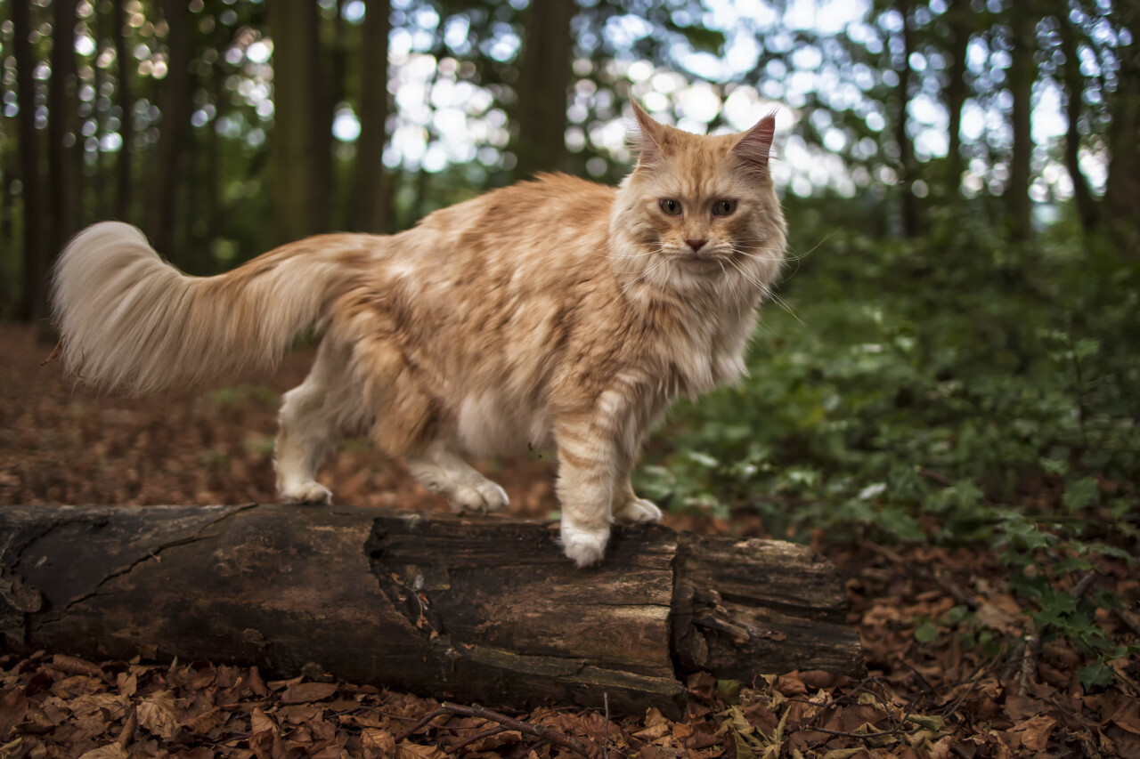 maine coon cat on a tree in a forest