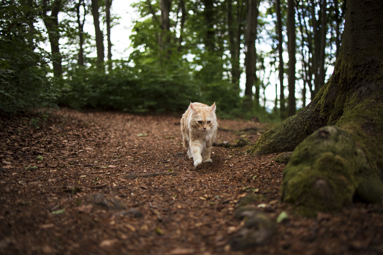 maine coon cat walks through the forest