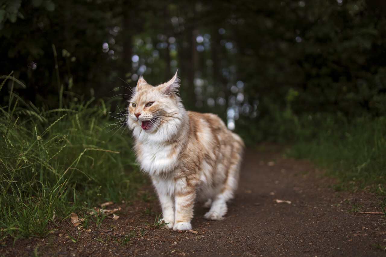 maine coon cat is standing on a forest path and meows