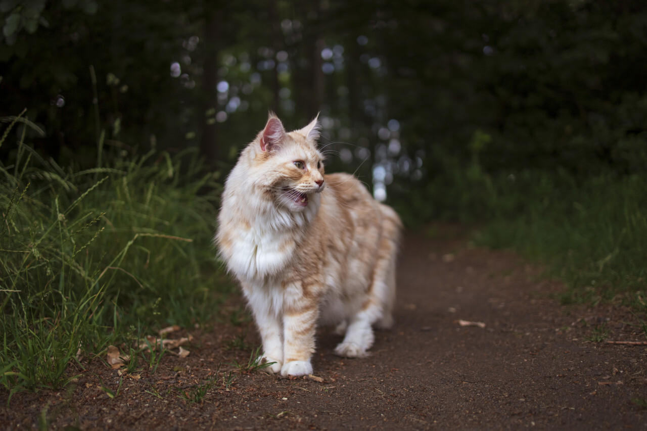 maine coon cat is standing on a forest path and meows