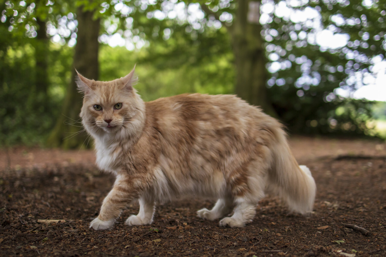 maine coon cat walks through the forest