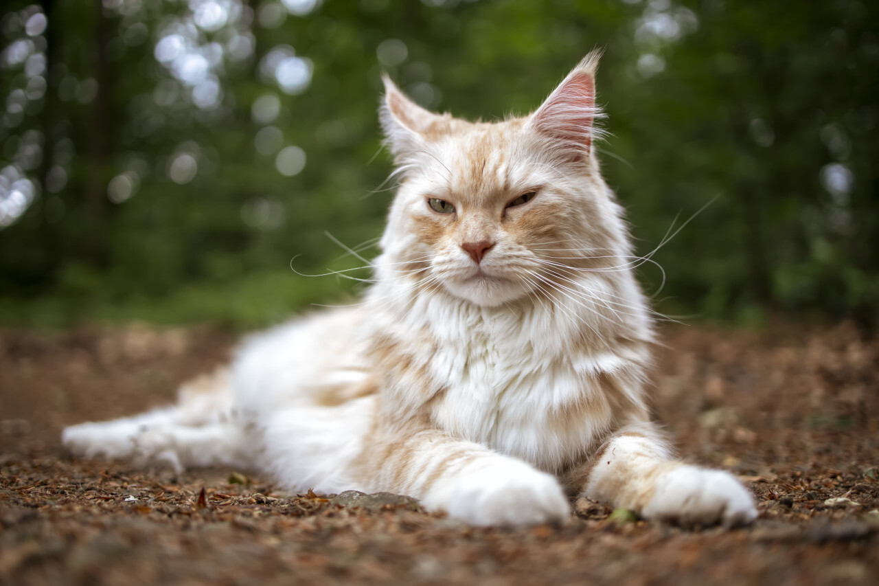 maine coon cat lying on the ground in a forest