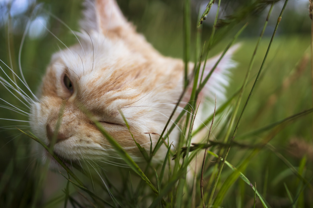 maine coon cat eats grass in the garden