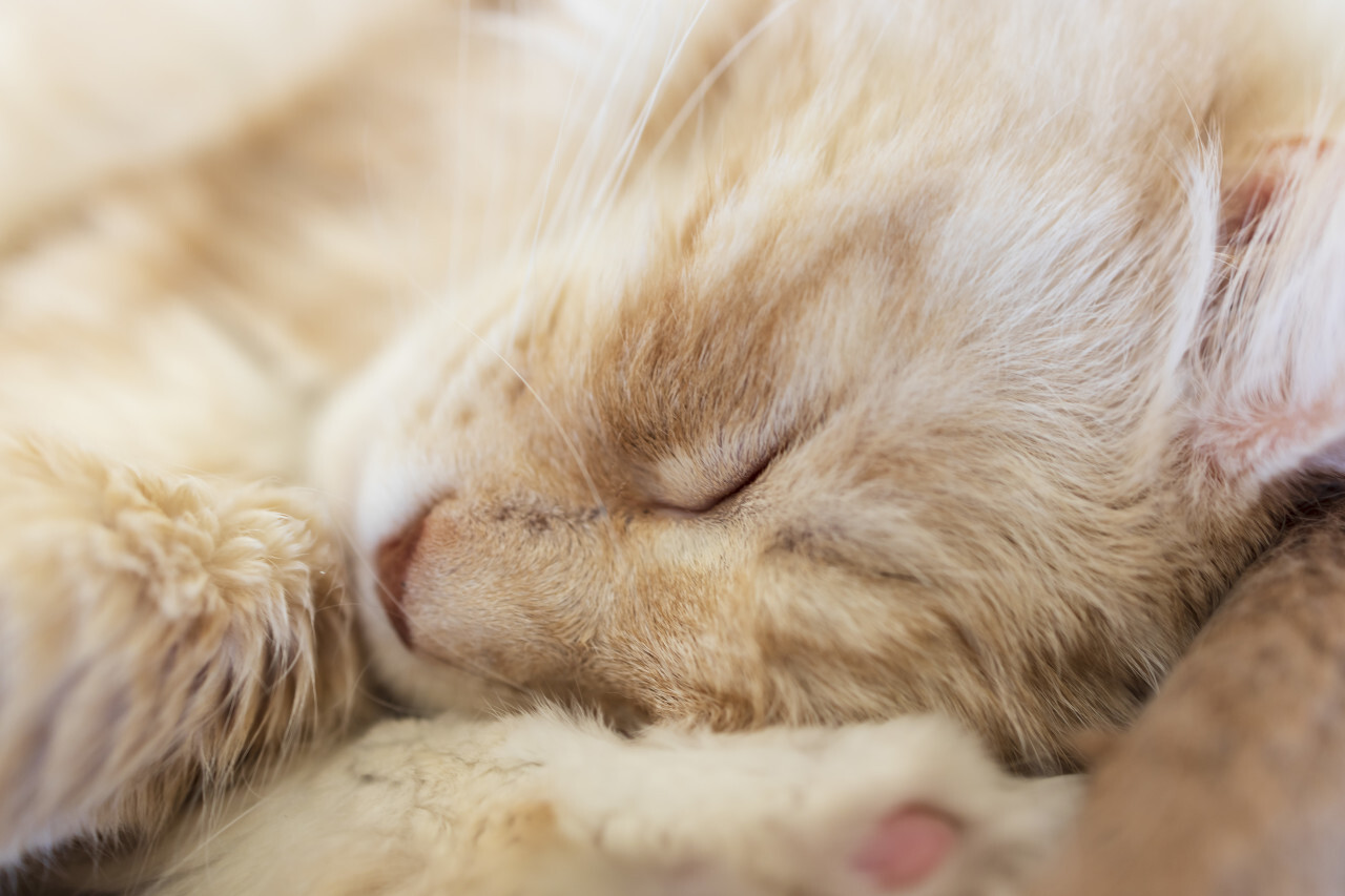 close up of a sleeping maine coon cat